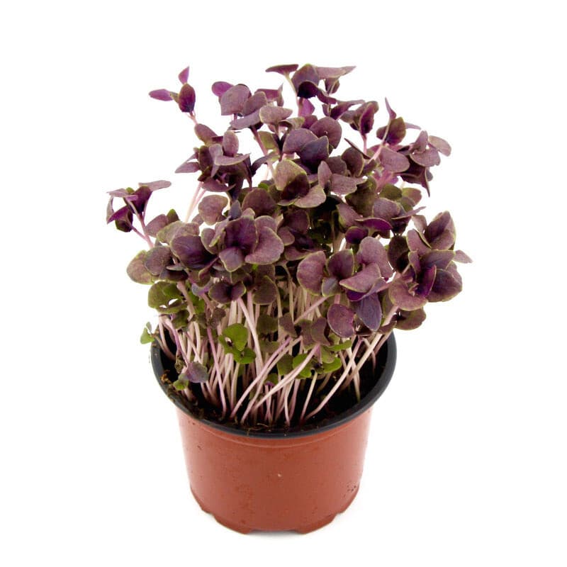 Micro Herbs