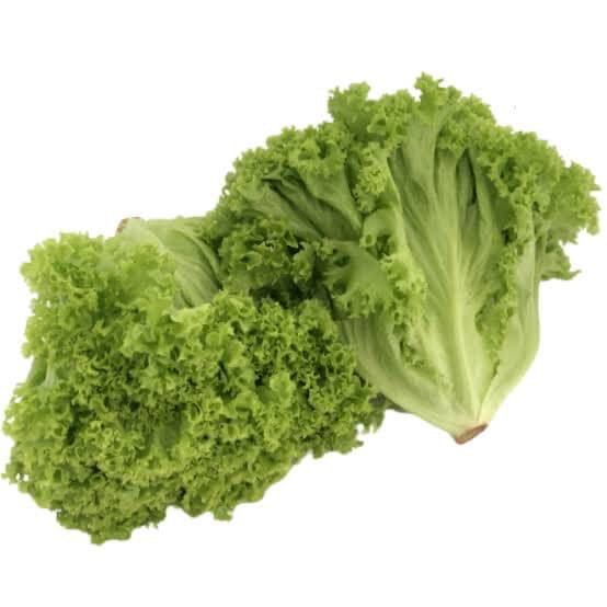 Lettuce - Coral Green